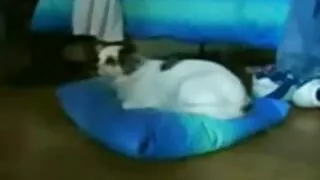 এভ্রিল সান দিয়ে হট  ...