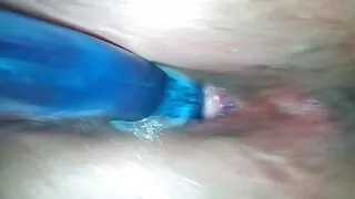 স্বর্ণকেশী অ্যাম্বার ...